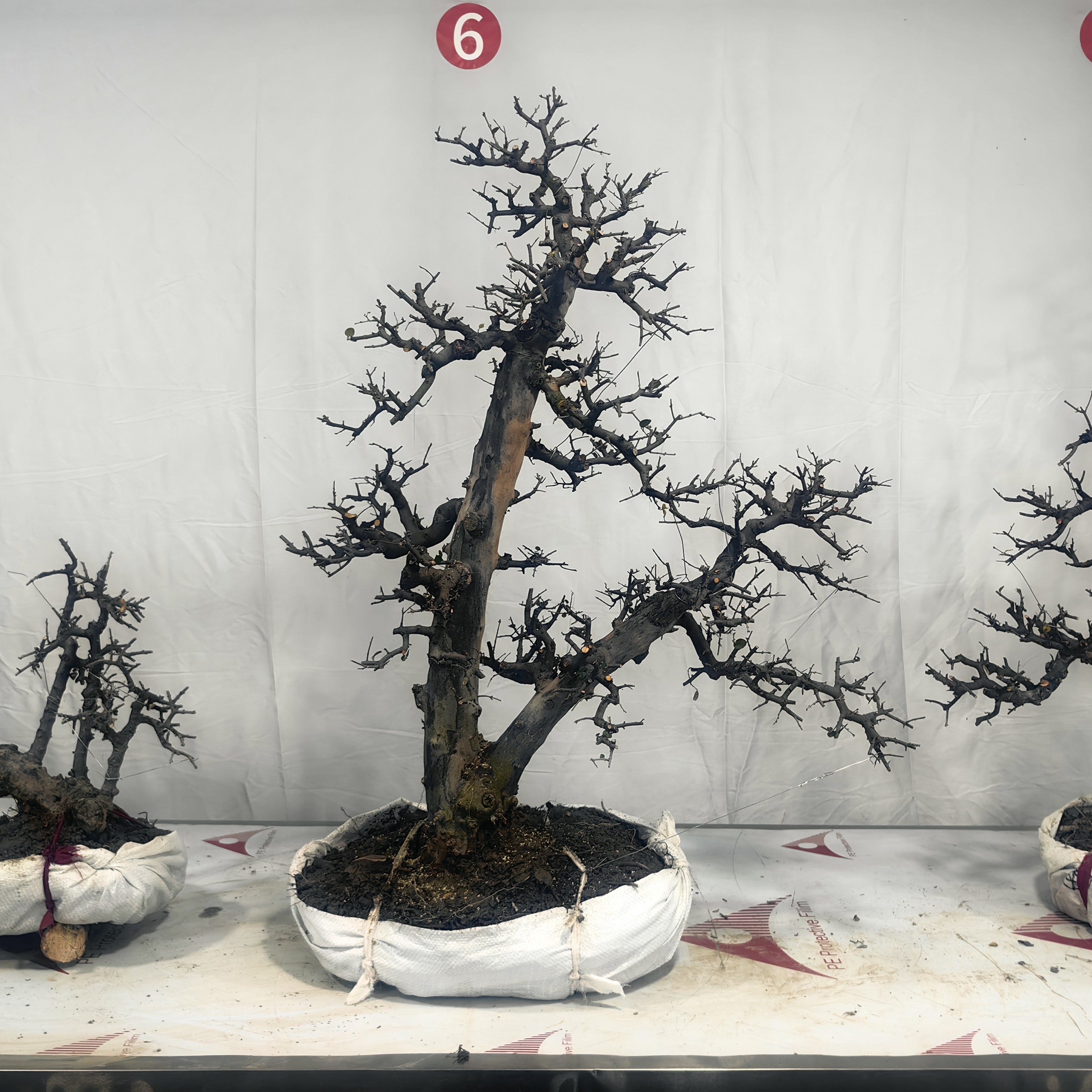 一本双杆雀梅盆景