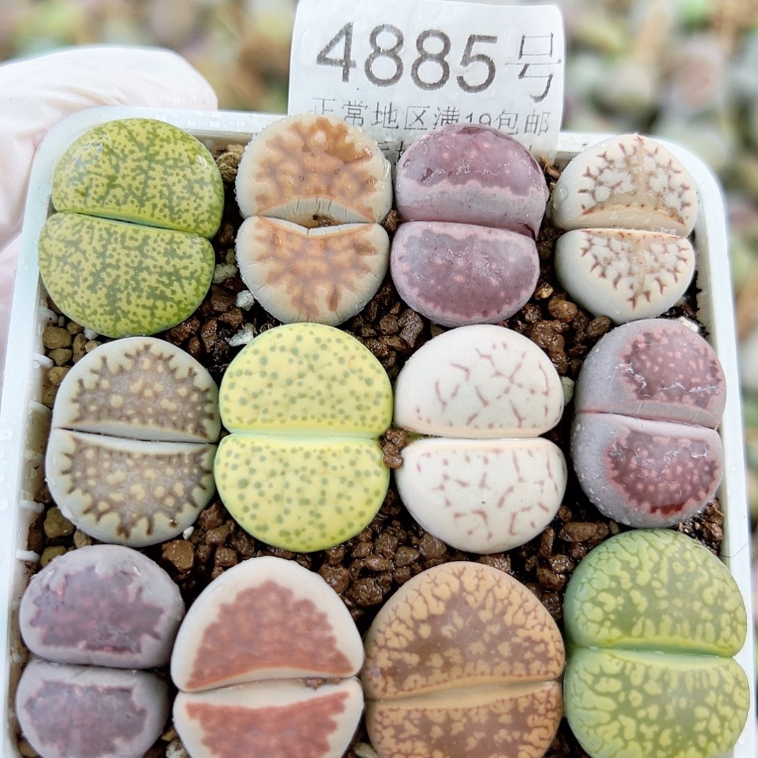 4885 好养易活生石花大母本