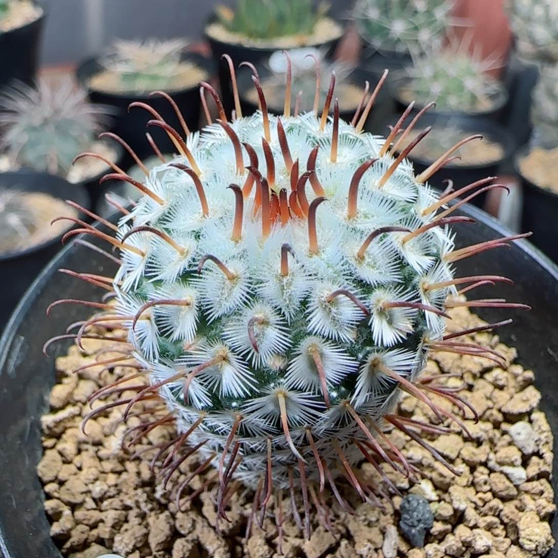 实生曲刺佩雷多肉