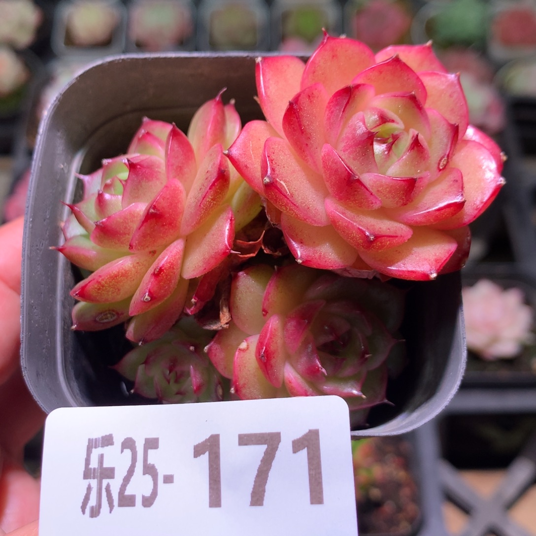 乐然25-171 麦秆群 