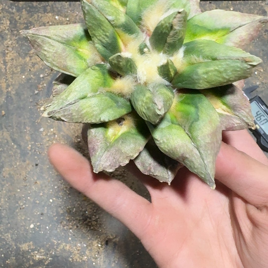 109号仙人球无根的