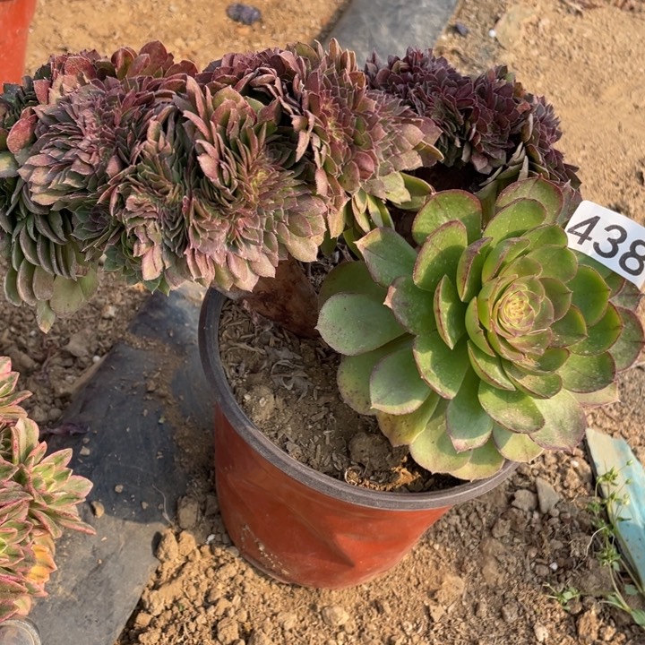 438多肉植物万缀