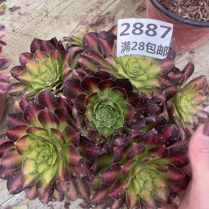 2887二号棚韶华多肉A