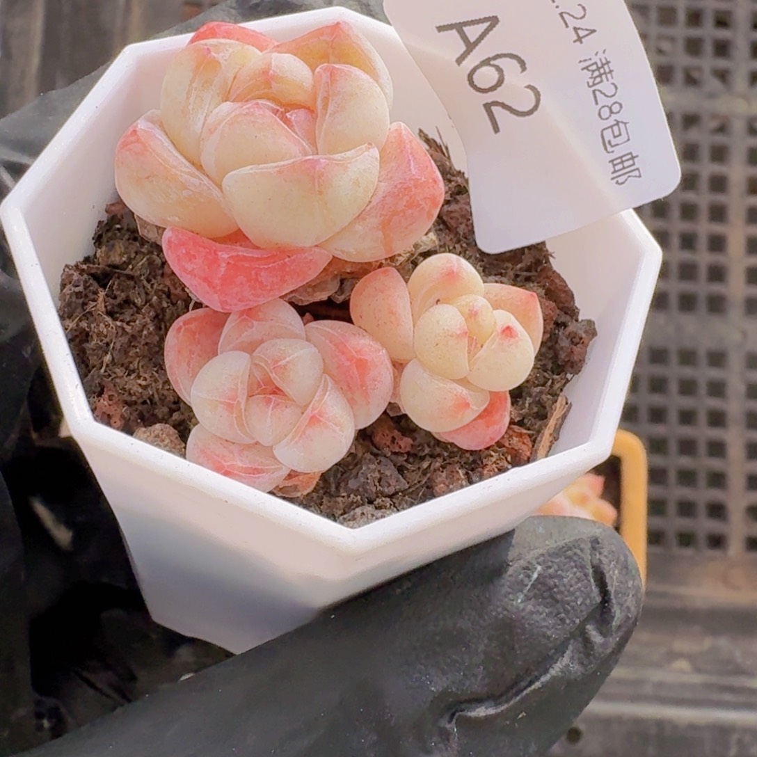 媌***3头樱花粉冰玉一颗