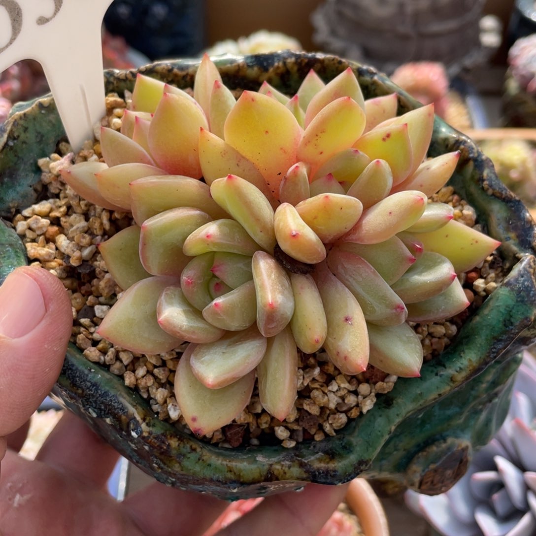 305香槟不带盆9厘米