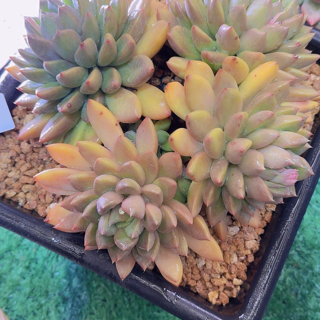 冰*2613象牙多肉植物