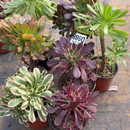 988七个不包断枝法师