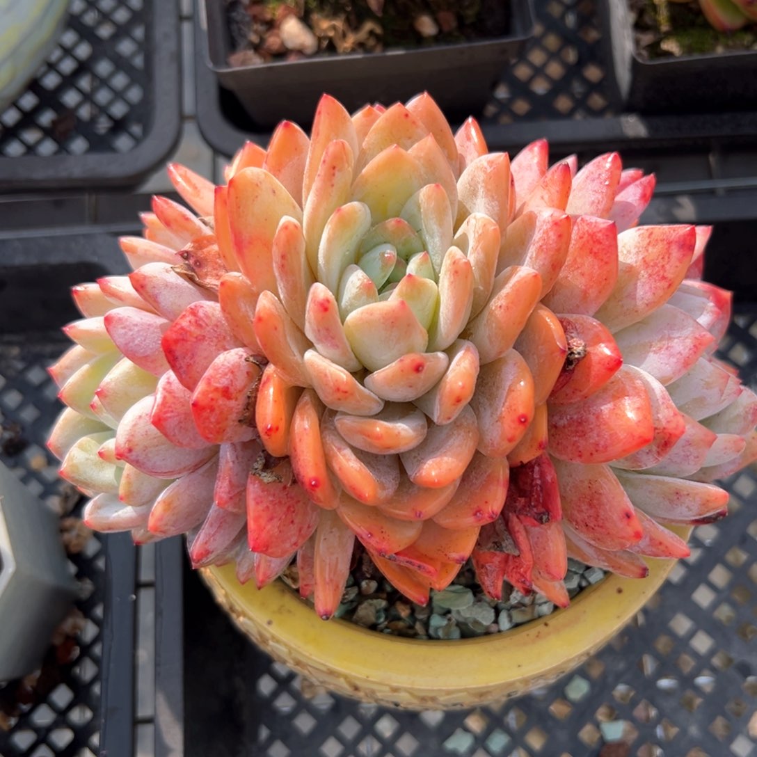 橙梦露（满38包邮）多肉