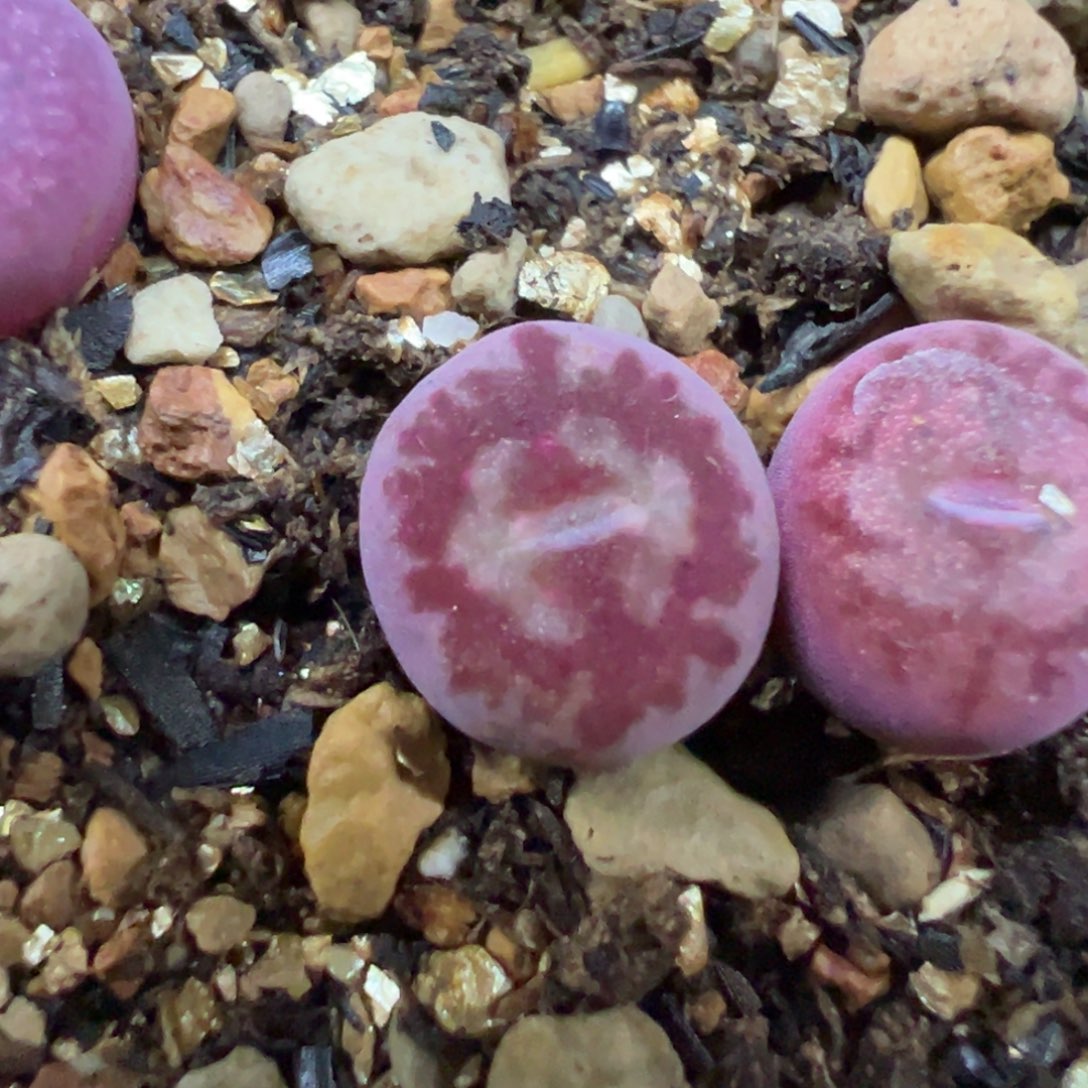 大圣杂661多肉多肉