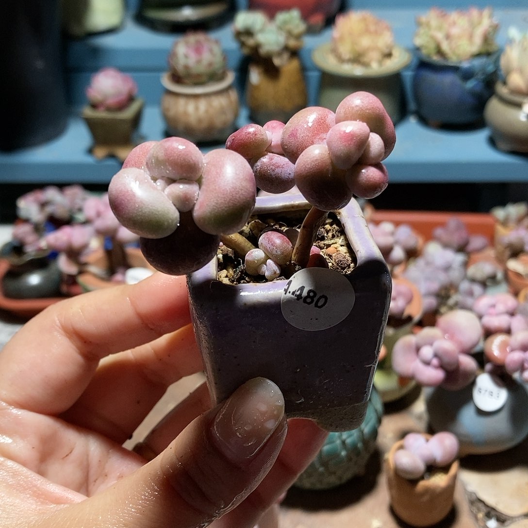 4480糖果腰子蛋带盆土