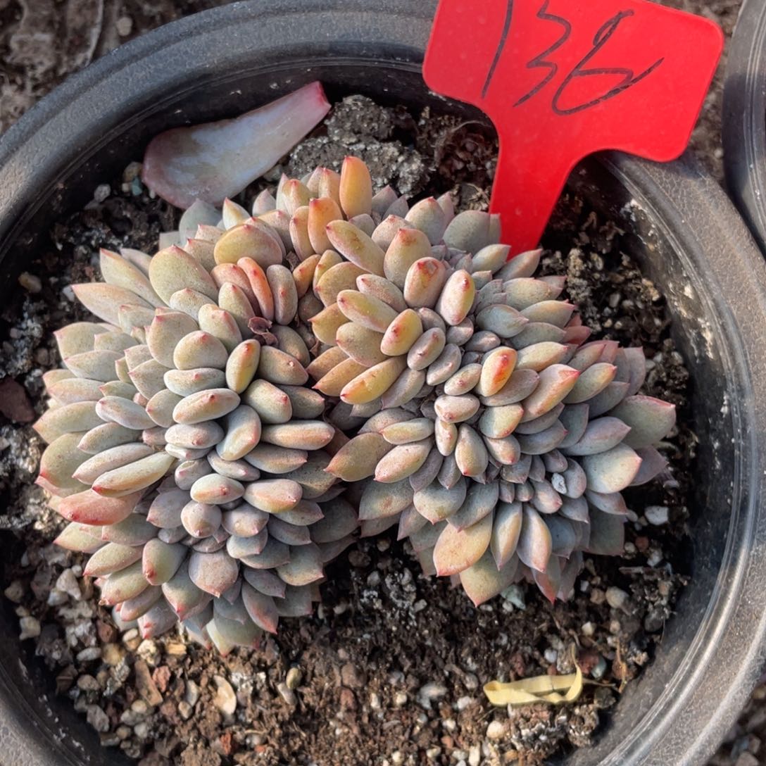 阿***露星影缀化脱土发货136号