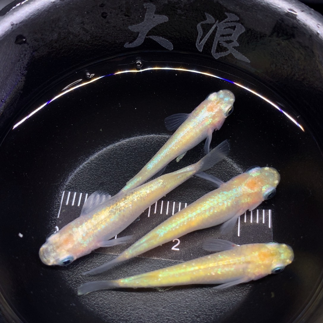 青鳉鱼大浪的青鳉鱼011