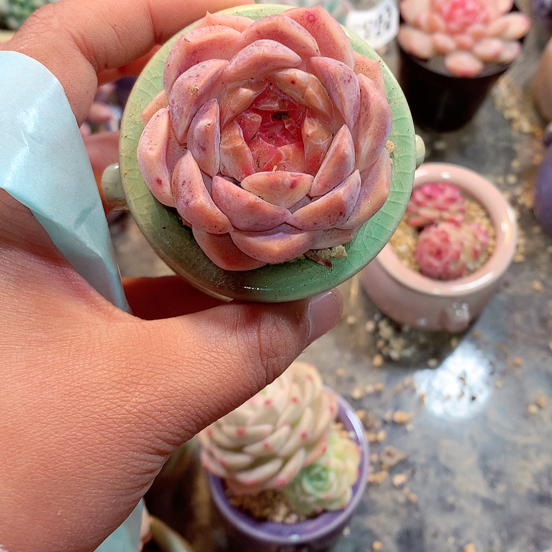 美肉肉哦哦哦哦哦哦