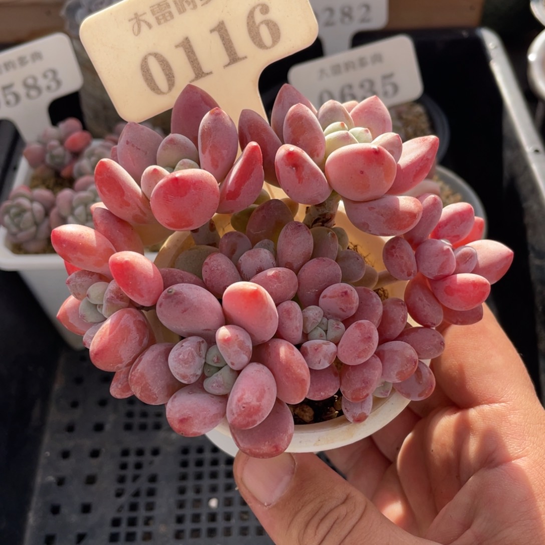 0116洛神不带盆10厘米