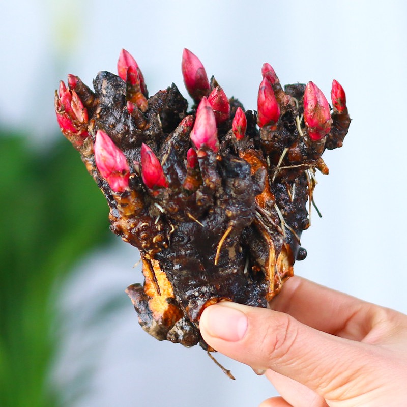 带芽发货重瓣大花芍药花 四季花卉多年生阳台庭院种植耐寒耐热花商品图
