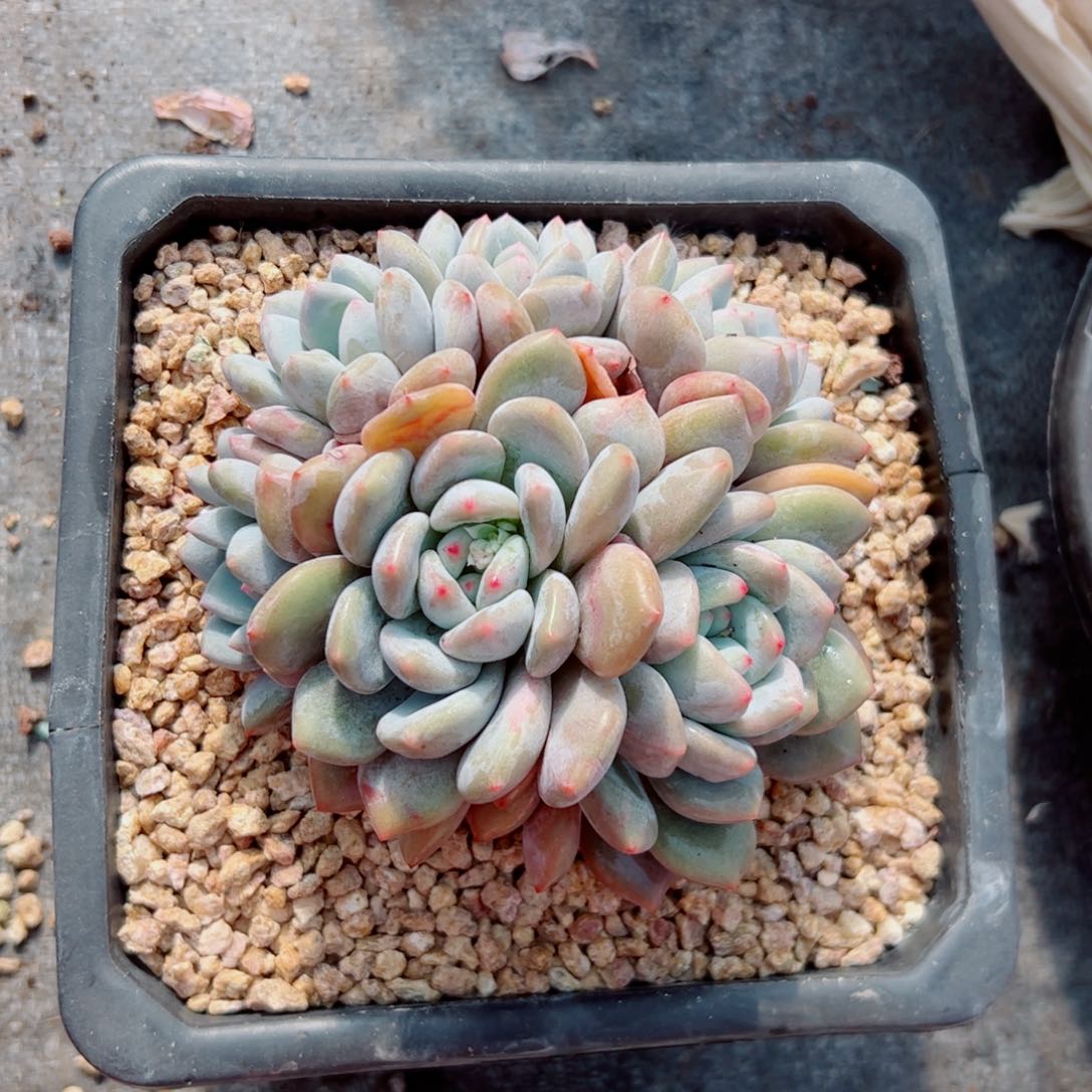 香橙的的多肉植物