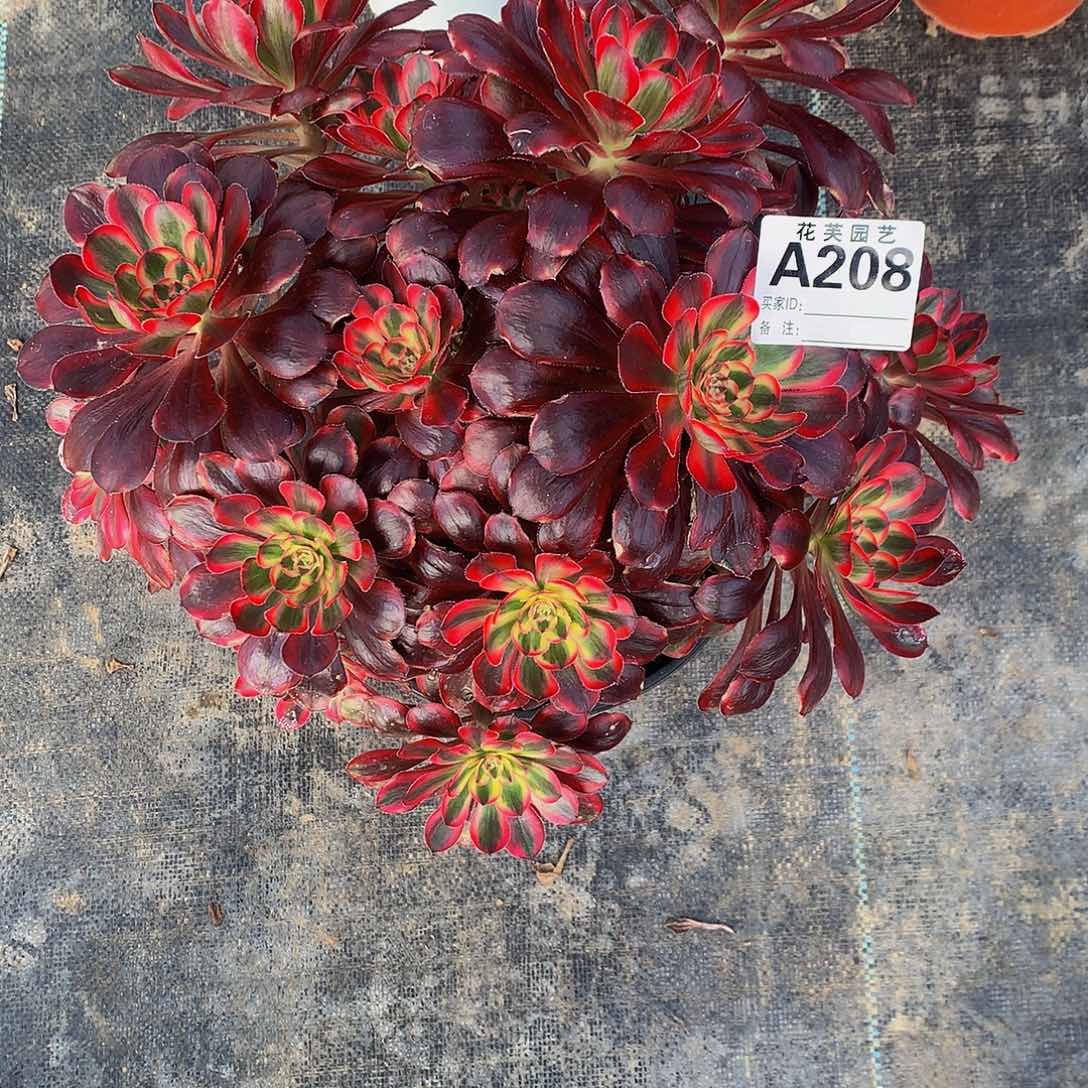 208多肉法师想哪儿