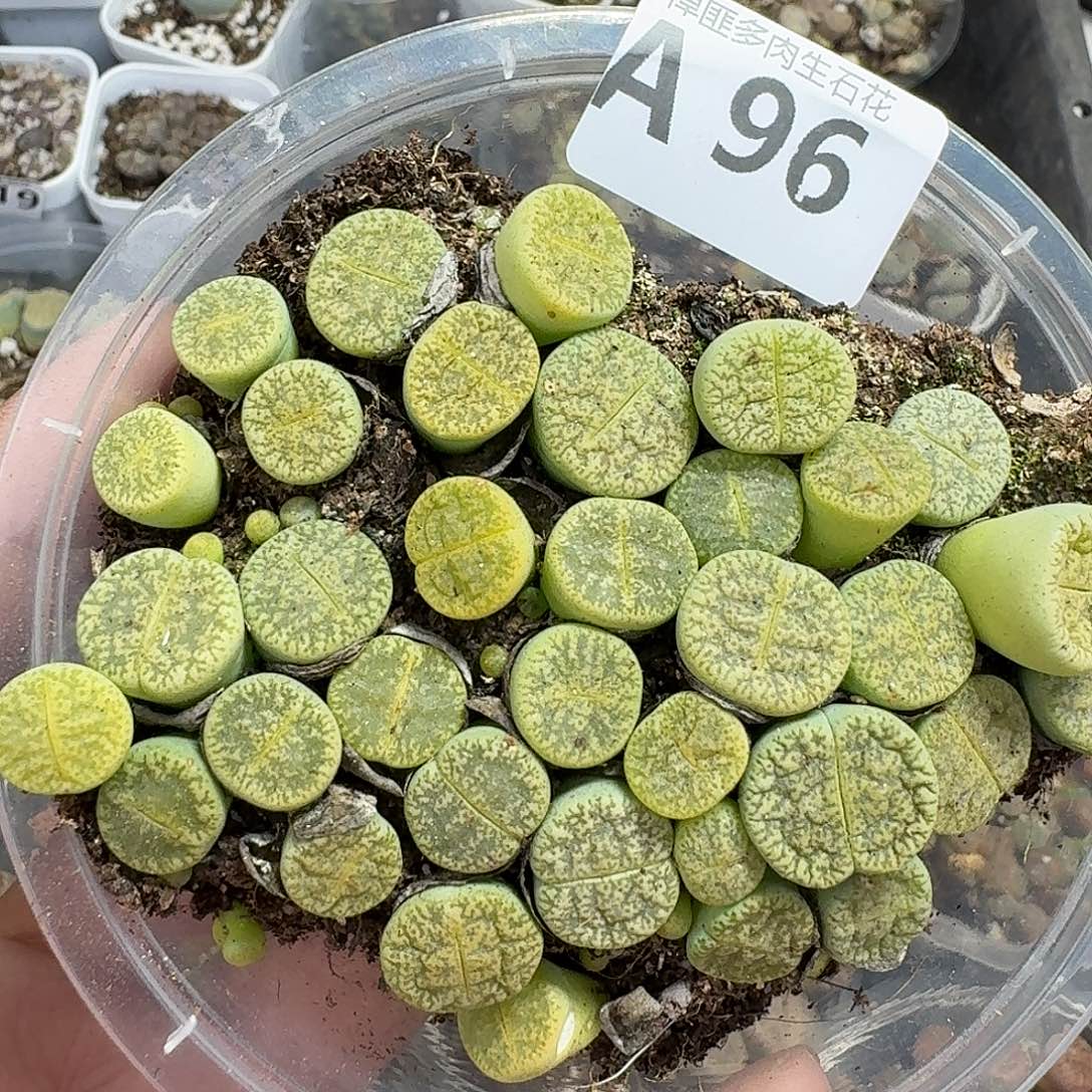 96多肉植物多肉植物