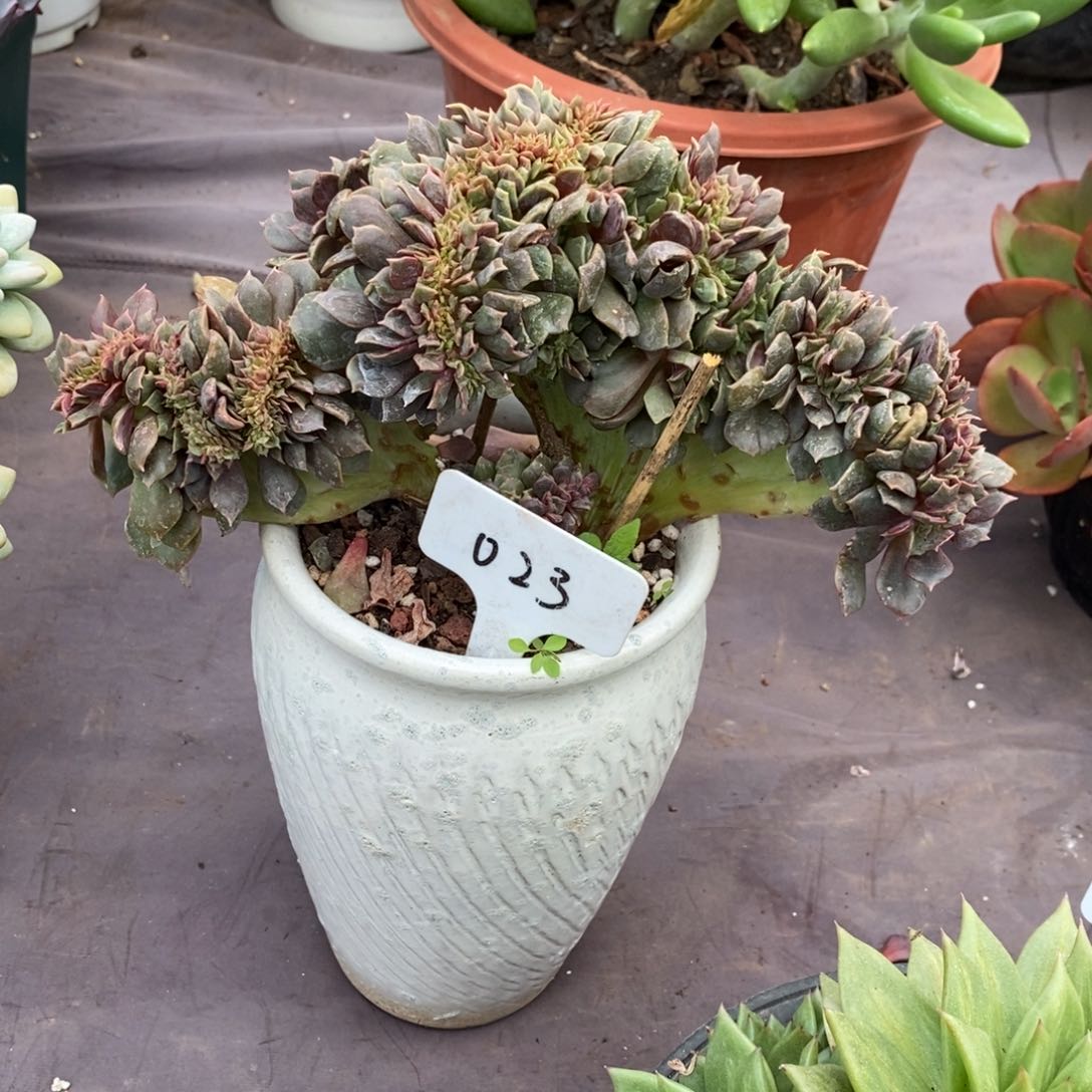 夏悦多肉0802-23大红袍缀