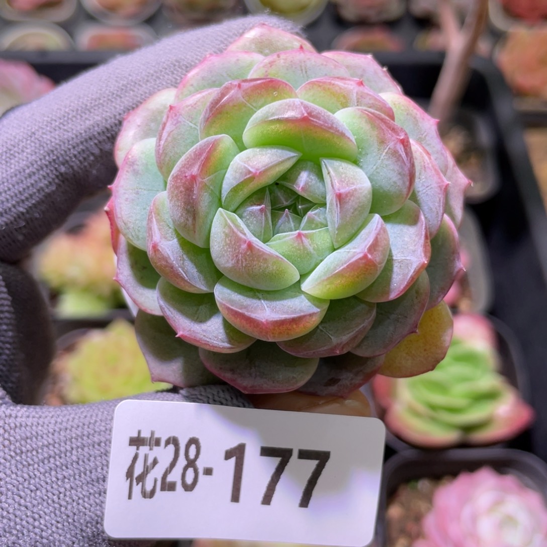 邡***头花利美28-177新品珍妮