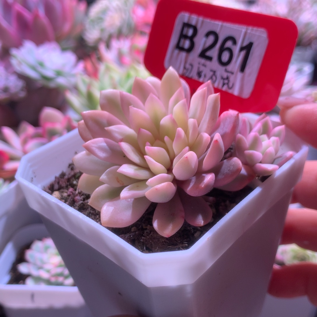 红宝石宽覆轮锦有根