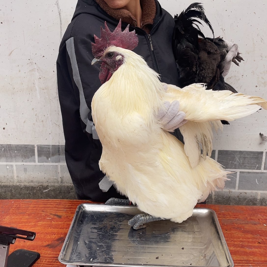 ……….180中国大陆包装255号活鸡发货