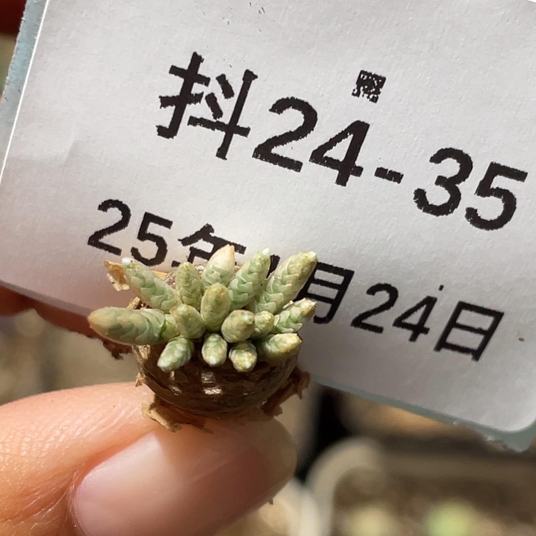 24-35韧锦多肉植物