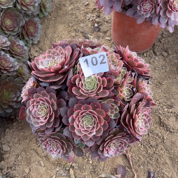 粉花妖102多肉不包断枝