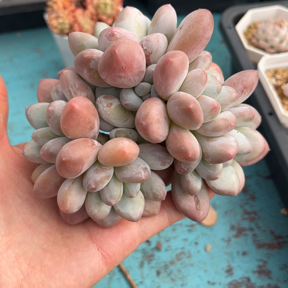 香水多肉老桩12冠幅