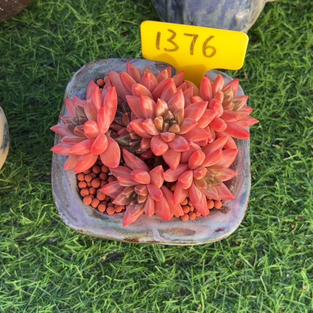 幻影美人多肉植物