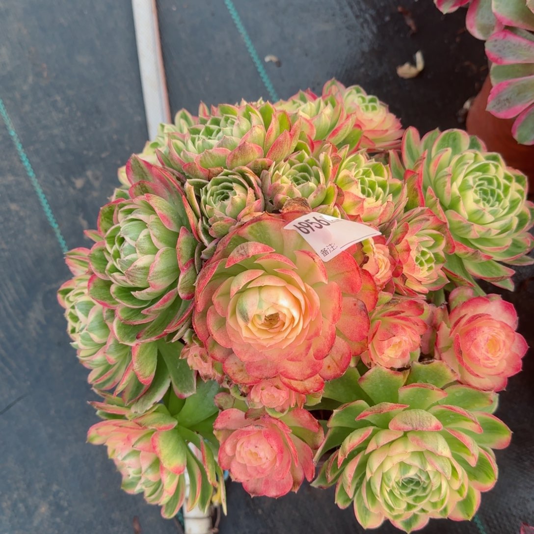 6956海王多肉多肉