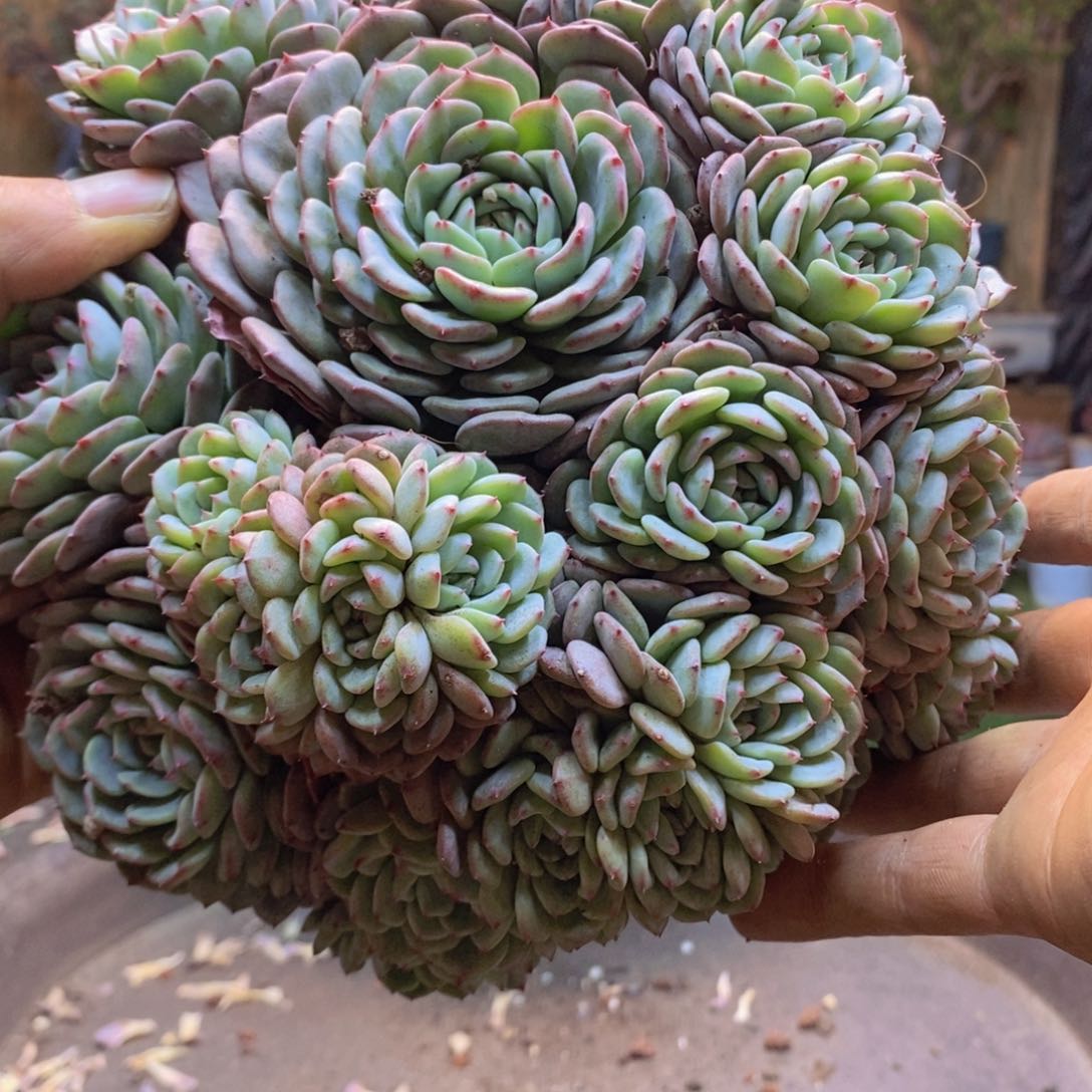 微****1C17 号白胖子多肉