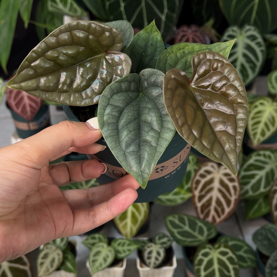 不开花植物奢华（双头