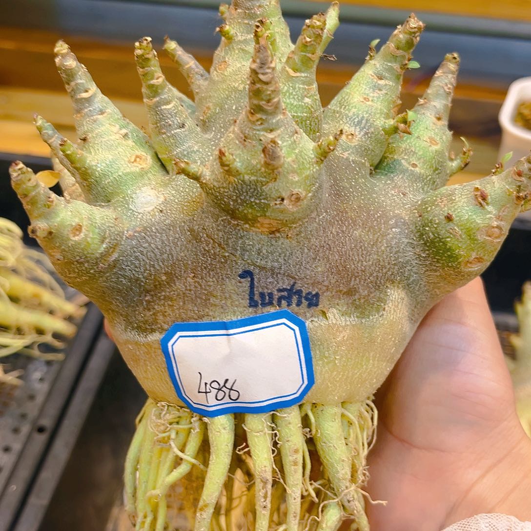 潮流植物紫皮金刚沙玫，3