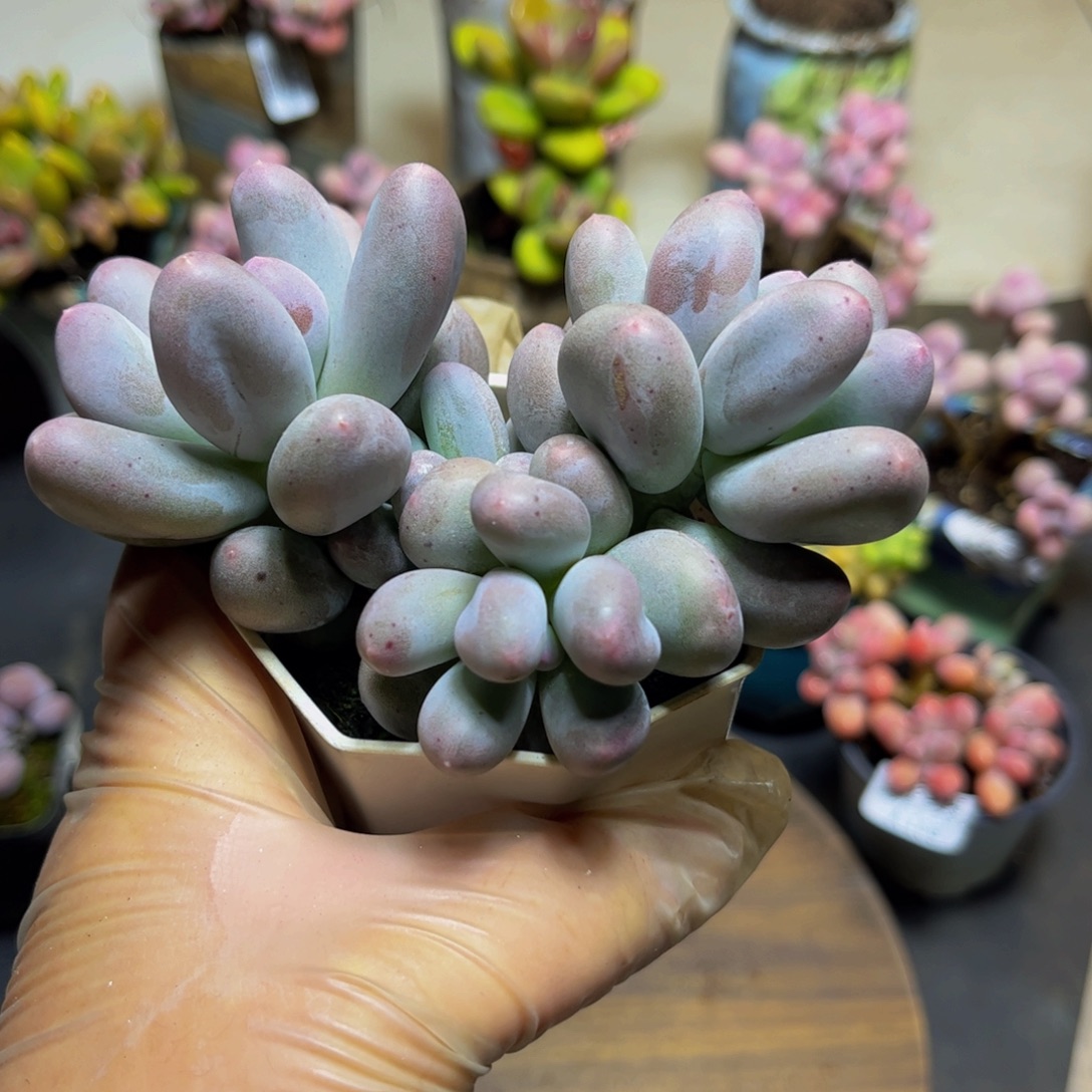 122米克奶酪11厘米多肉