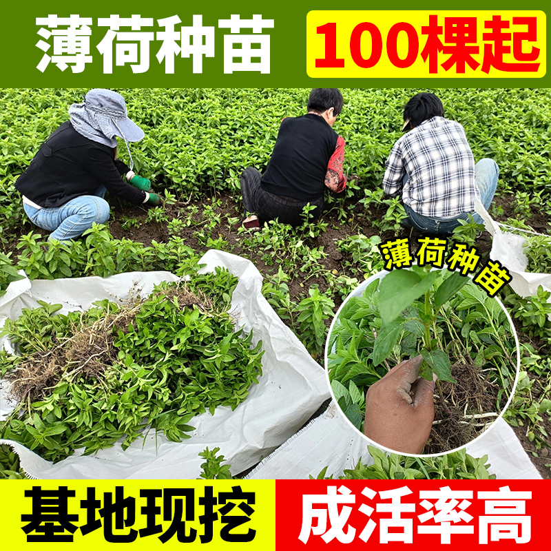 优质薄荷种苗药用食用薄荷苗留兰香产地批发高品质好管理提供技术
