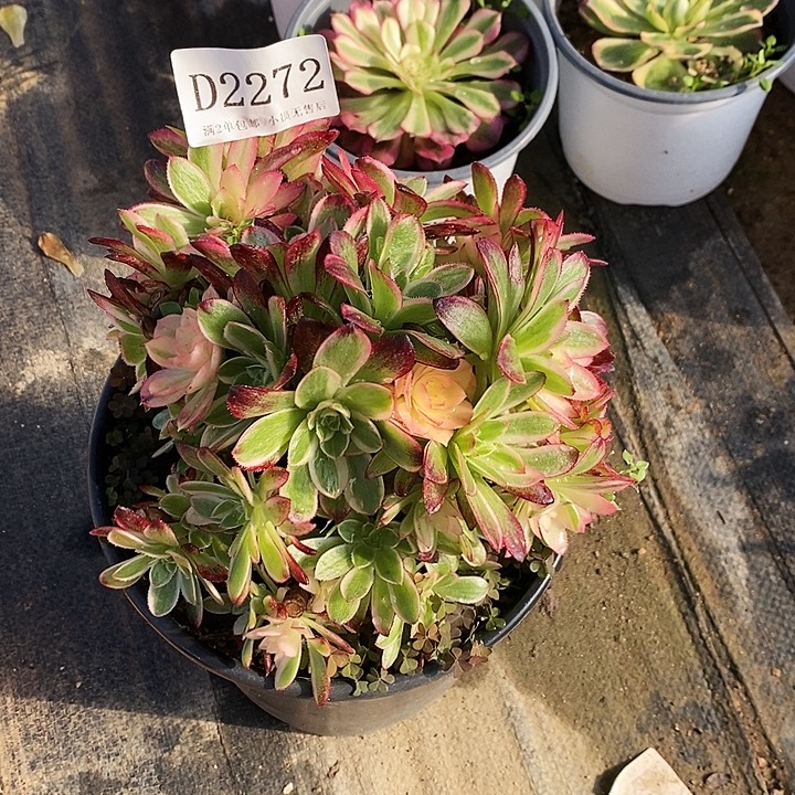 2272海神多肉母本无售后