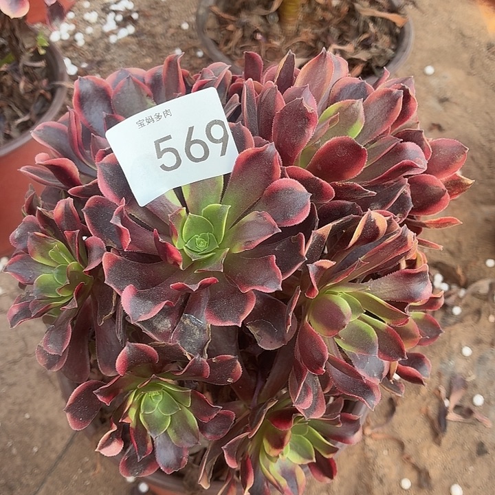 569号一物一拍1颗脱土