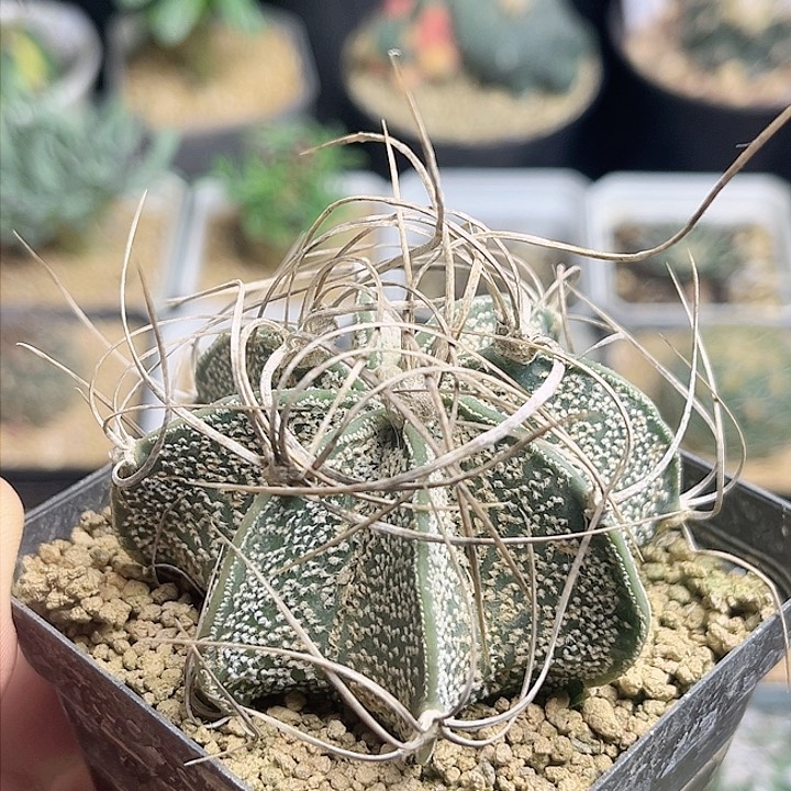 实生瑞风玉狂刺6公分