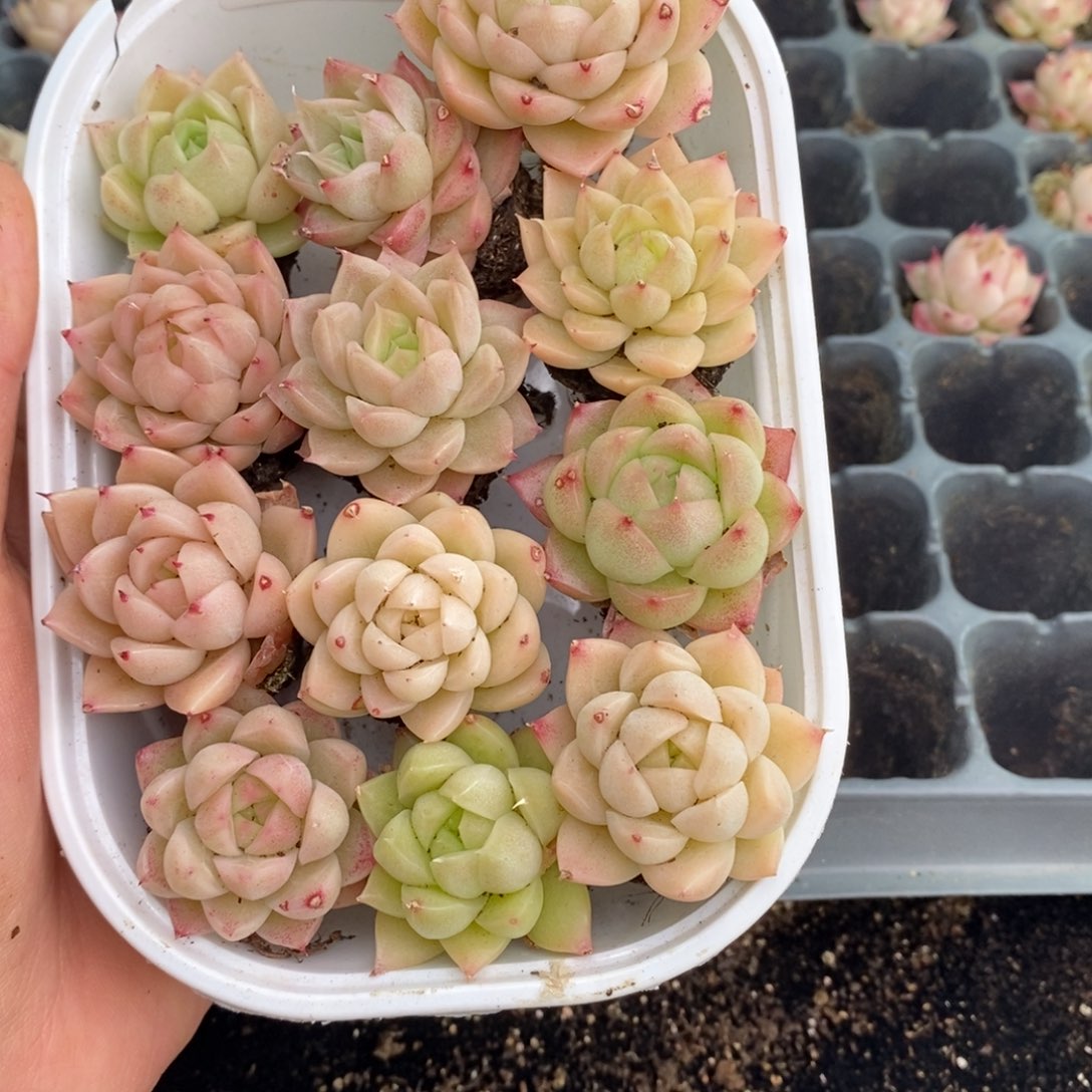 2-629 新疆西藏内蒙不发其他12.8包邮两到三公分多肉