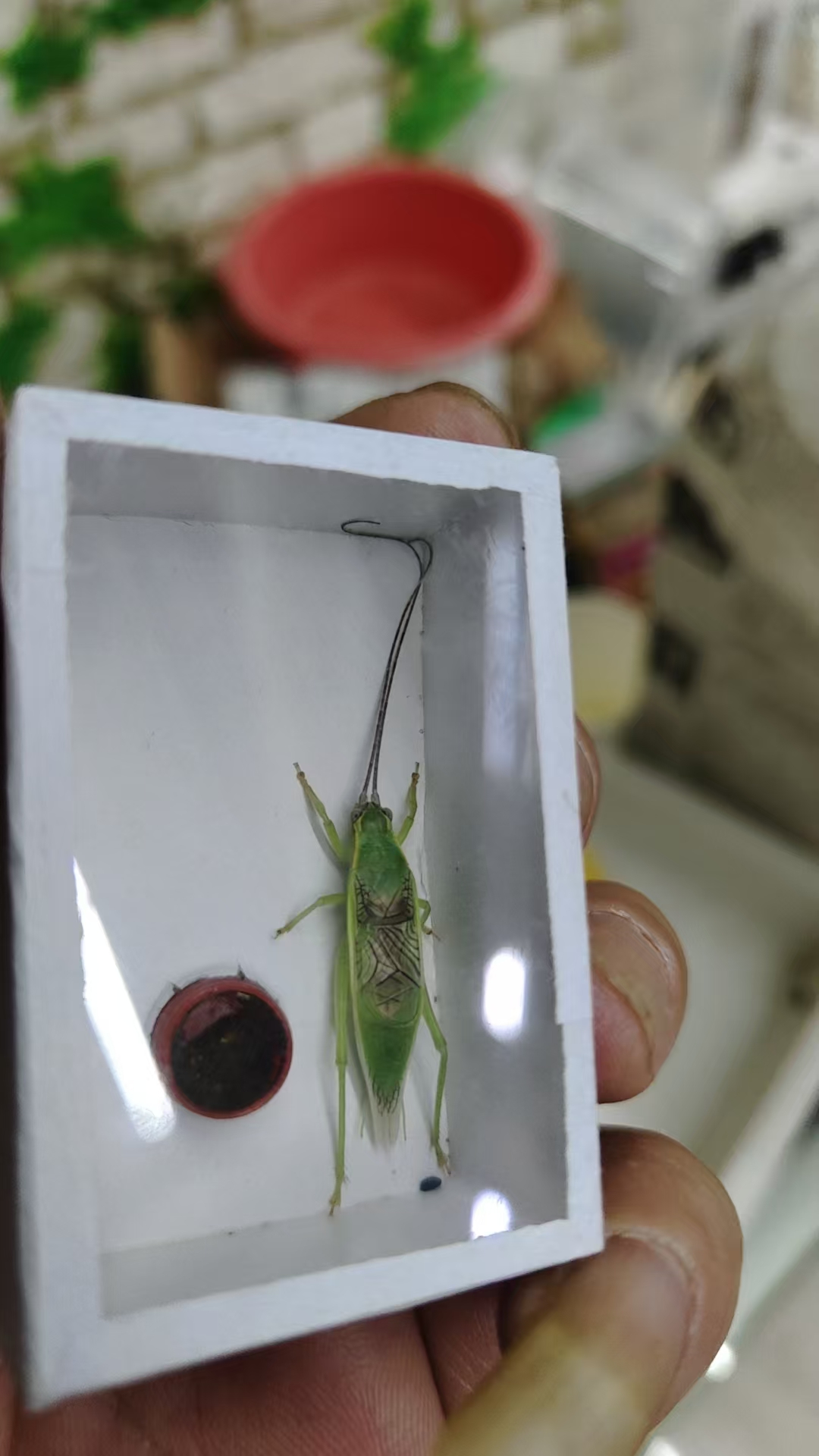 橙杆片蟋好养耐活开箱保活不包断须断枪