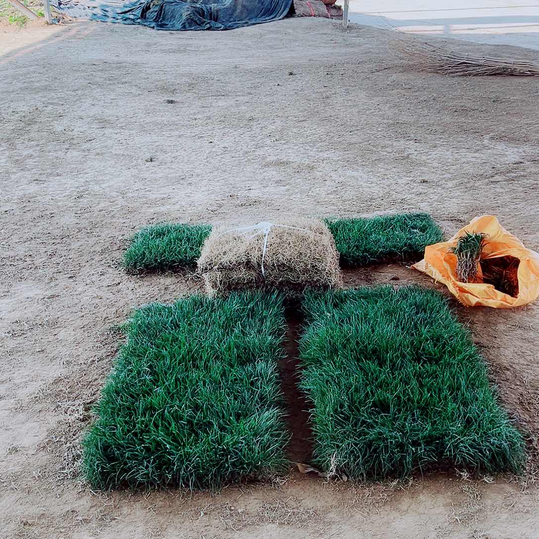 海***家无花朵混播果岭草包邮价格，。。。