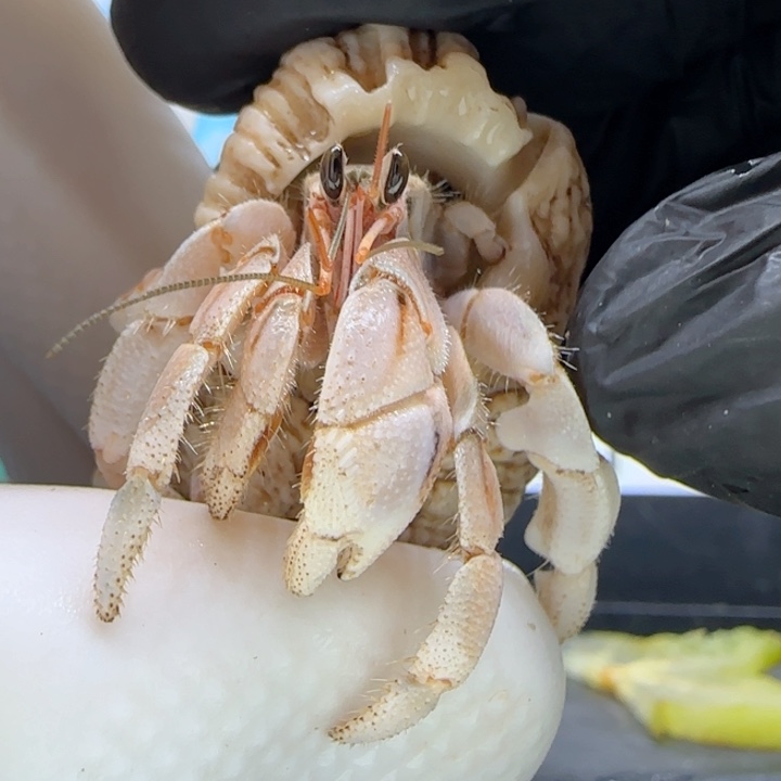 A22淡白 灰白1.3cm口径