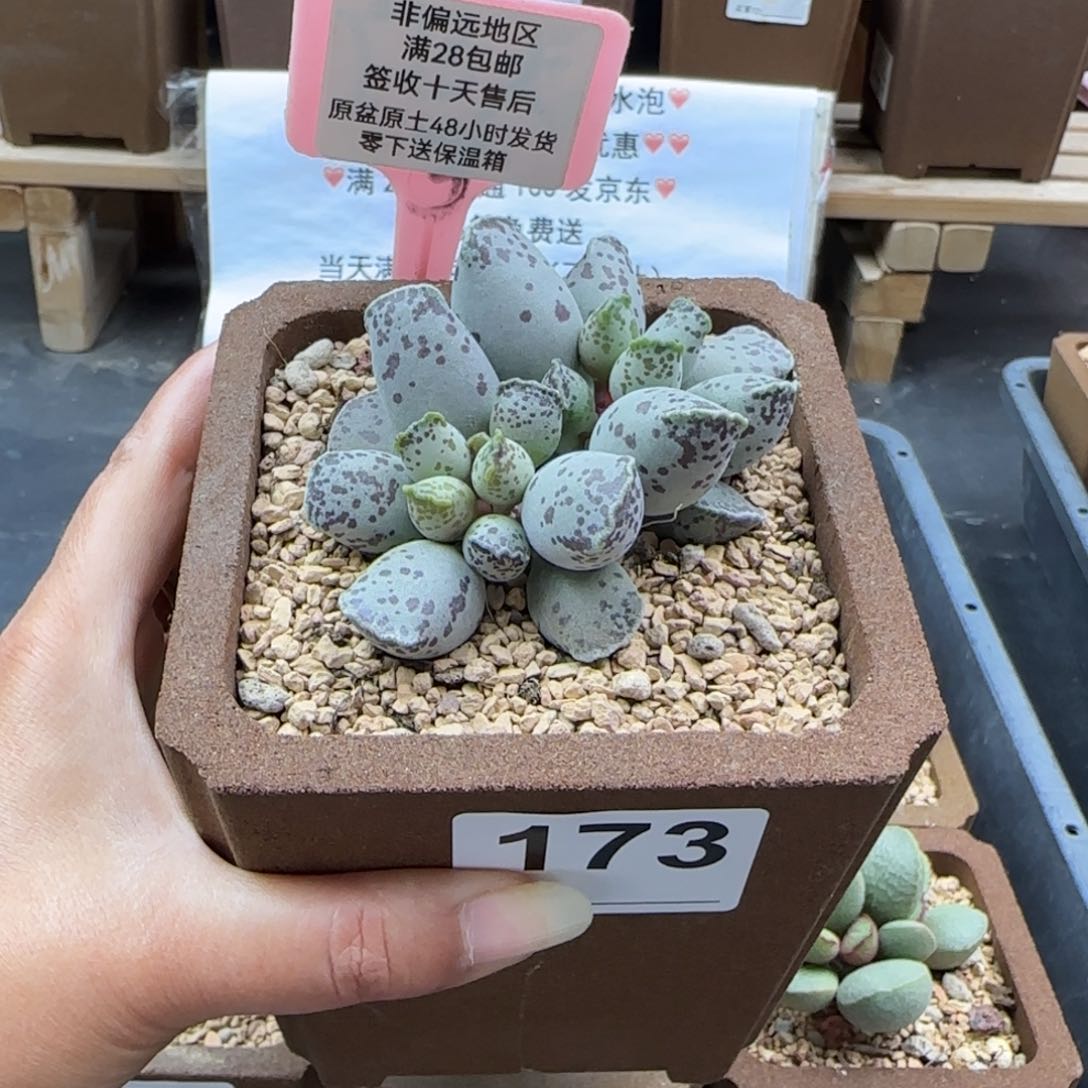 173白肌海豹多肉植物