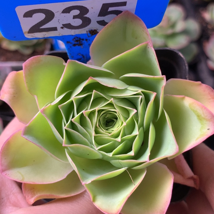 一物一拍星辰韶华235