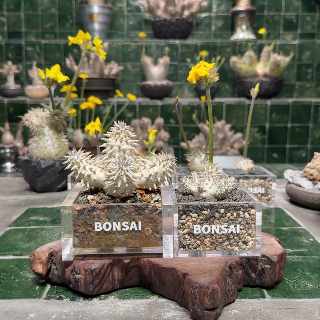 ?****?换大的亚克力盆补差价