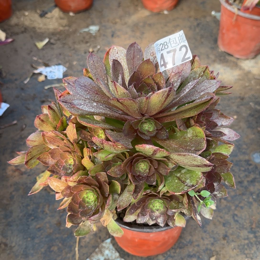 万拉丝多肉472满28包邮断枝不包