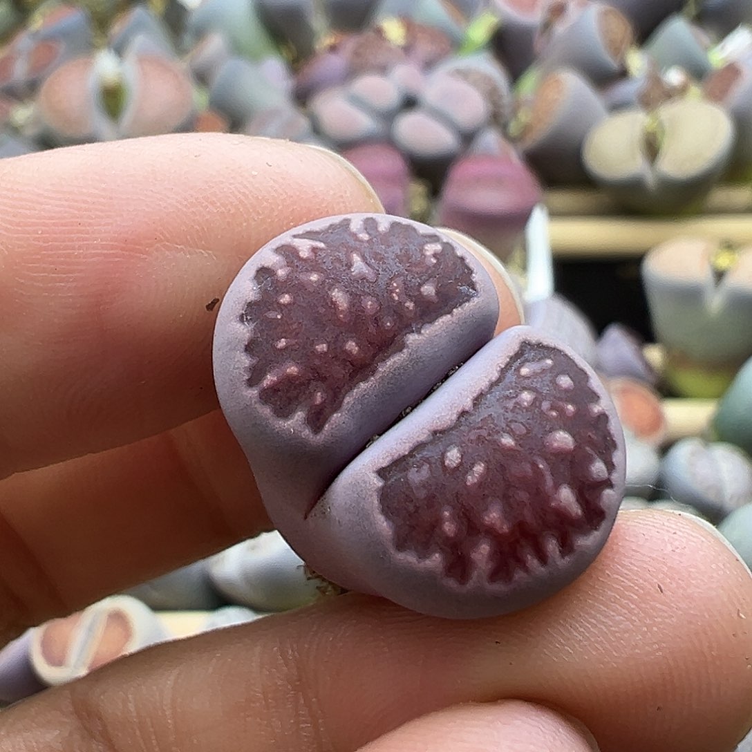 2134 生石花福利清货