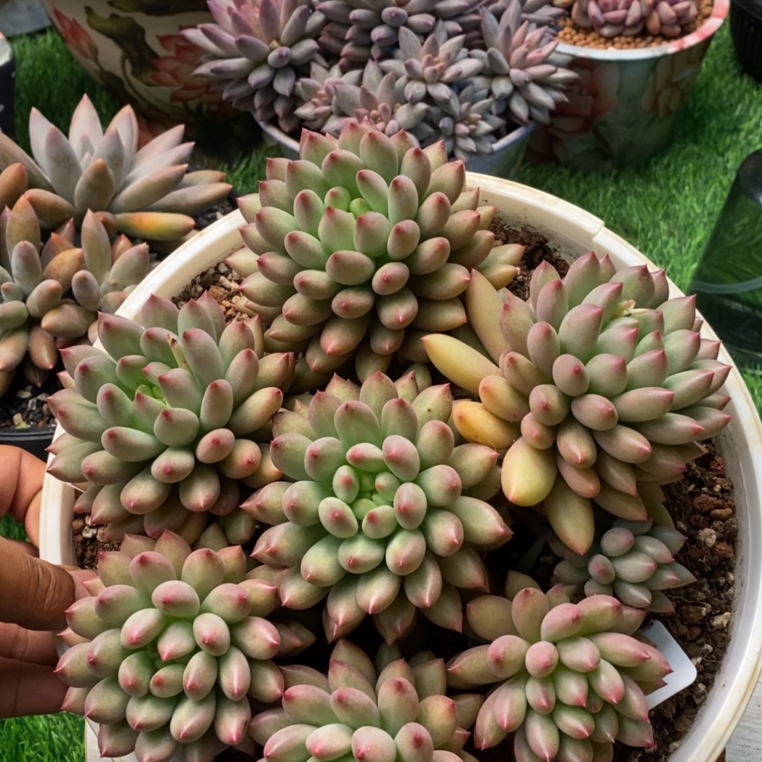 妍子手捧多肉植物