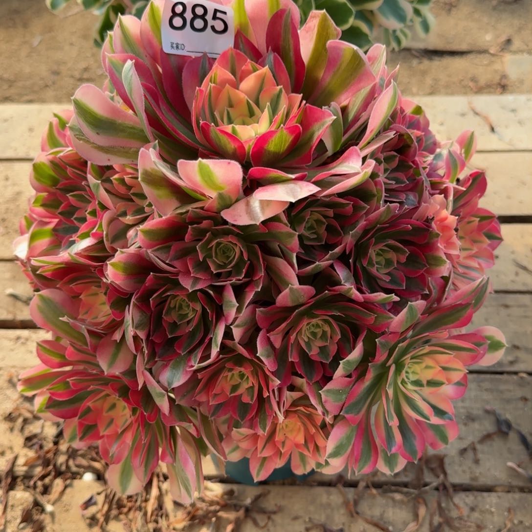 【闪购商品】885多肉